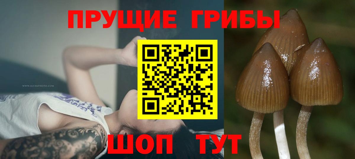 Севастополь  Галлюциногенные грибы Cubensis  Вход с VPN 